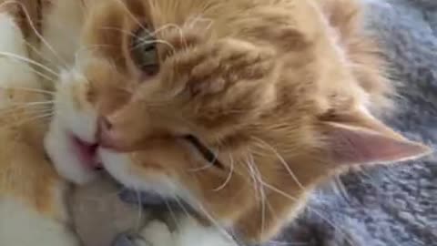 Ginger Cat lost his mouse friend and then this happened