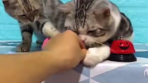 Cute Cats Ring the Bell for Food - Cutests Dogs & Cats