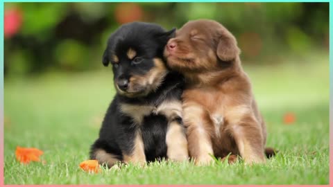 Cute Puppies Animals Videos | Best Puppy Videos | Cutest Puppies 2023