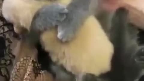 😉🙏Funny video of cute animal 🥰