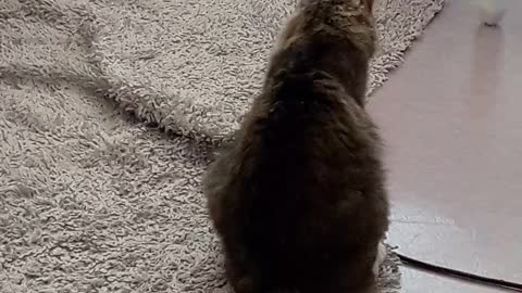 Funny cat plying the carpet