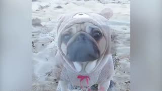 Cute pug dressed as teddy bear marries pug fiance on the beach