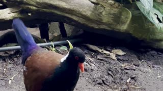 pheasant pigeons | aviary birds