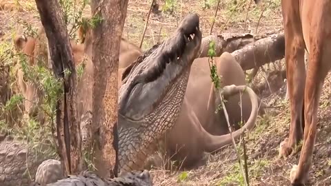 Brave old crocodile takes on lion