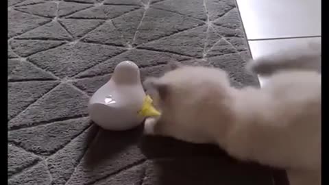 A very beautiful white cat playing with a feather in a very funny way