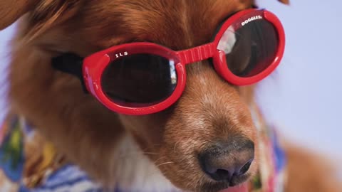 Beautiful puppy wearing sunglasses 😎