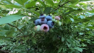 Blueberries