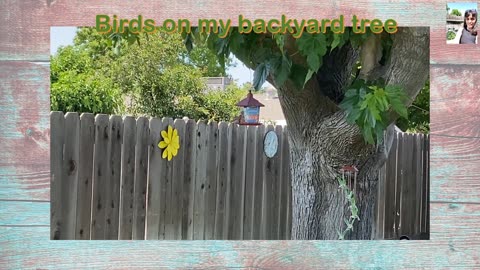 Birds eating seeds on my Lemon Tree/Fruit Trees/Backyard Birds