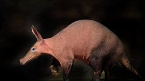 Learn about Aardvark