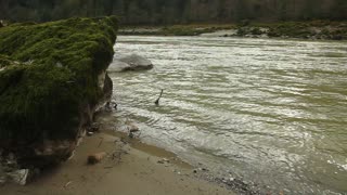 Fraser River Steady