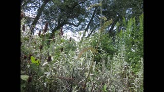 White Sagebrush Prairie Sage Aug 2022