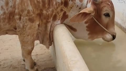 beauty full cow | Animals lovers