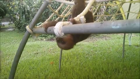 Baby Sloths Being Sloths - FUNNIEST Compilation