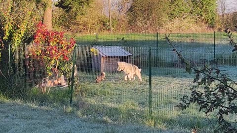 Bunny And Doggie Playtime