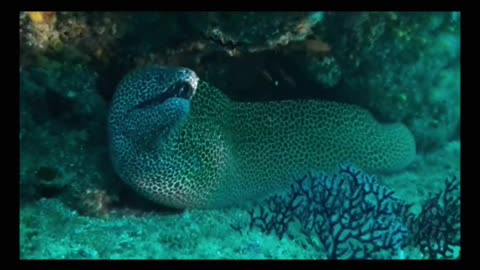 Scuba diving playing with Moray Eel