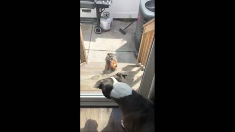 Groundhog Eats Pizza and Teases Cute Dog!