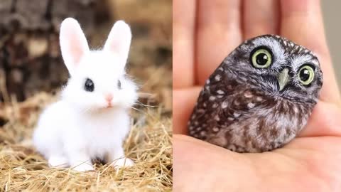 Cute baby animals Videos Compilation cute moment of the animals - Cutest Animals,Episode :230