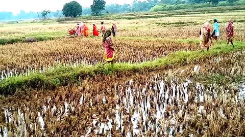 Indian Village Life Of Odisha || Desi Village life India || Village women vlog