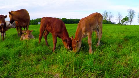 Newborn Calves Adorably Munch On Same Patch Of Grass