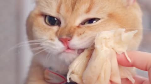 Funny Cat Clips: LOL Moments of Eating Amazing Food Ep 19.