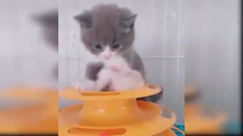 Cute and funny baby cat compilation #7