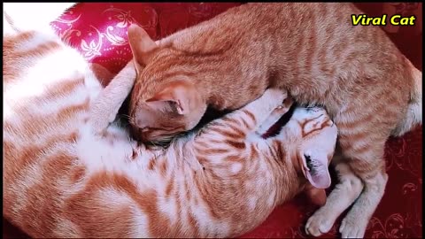 Bloody Brother Cats Meowing Fighting - You'll Regret Skipping Watching This Video | Viral Cat