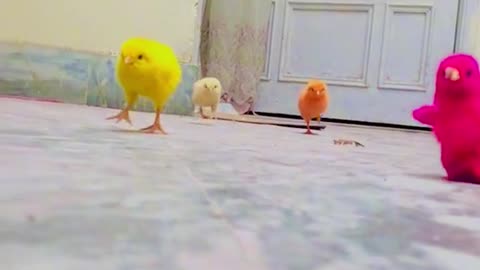 TikTok Fun, Funny Videos, cute bird flying video