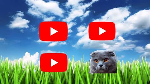 Gatos Graciosos-i migliori video di animali divertenti