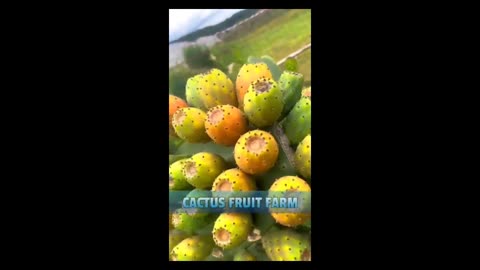Harvest ripe Cactus fruit #fruitgarden