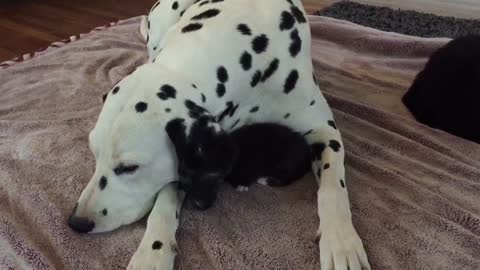 3-week-old kitten cuddles with Dalmatian