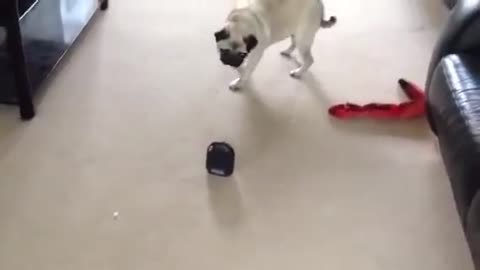 Confused Pug Goes Against A Curious Fart Machine