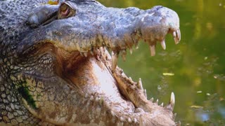 CROCODILE | Nile Crocodile | Wild Animals