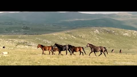 Wild Horses Livno #1