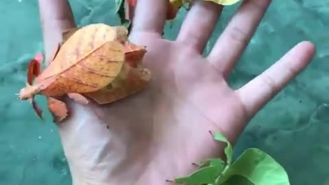 The Incredible camouflage of leaf insects
