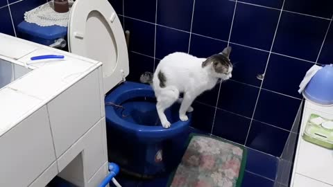 YOU CAN TRAIN YOUR CAT TO POOP ON TOILET BOWL