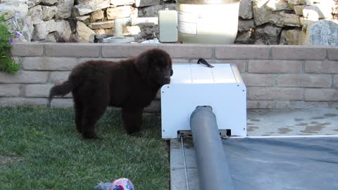 Puppy Helps Dad!