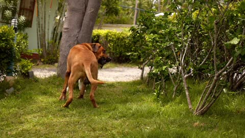 funny dogs playing