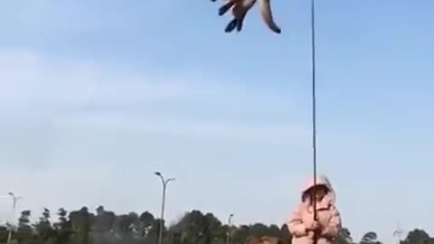 Flying Dog! Chinese dog trainer's work