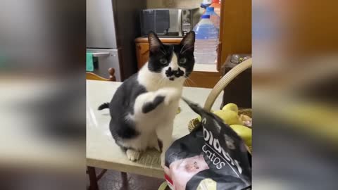 Best funny animal video 2023 😂 - Funniest cats and dogs video compilation 🤣😍