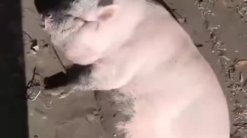 Very funny pig moments short video
