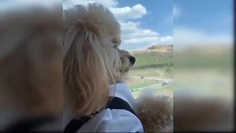 Baby Dogs - Cute and Funny Dog Videos