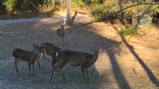 More Central FL Whitetail