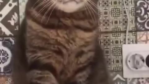 funny cute cats viral clips 😂