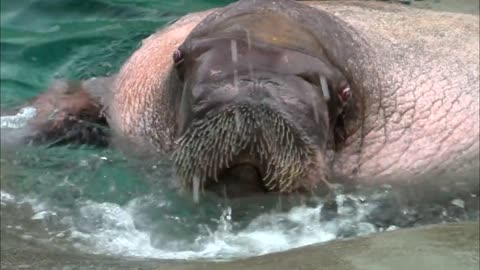 Heartwarming Journey of E.T. the Walrus: 1982 - 2015 at Point Defiance Zoo & Aquarium