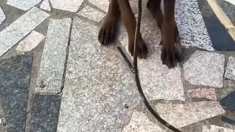 Smart Dog Saves A child From Danger