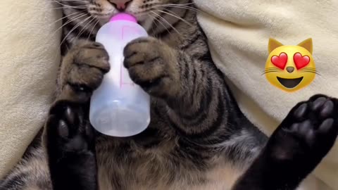 My Cat Sips From A Baby Bottle
