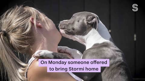 Stormi the stolen puppy returned to Hamilton owner after regretful text | Stuff.co.nz
