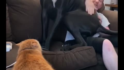 Big Dog is Scared of Kitty!😹