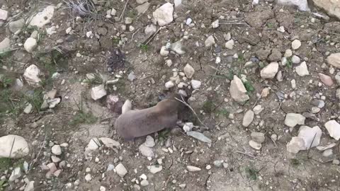 A mole digging a hole cauught on camera