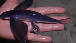 The Most Unique Flying Fish!